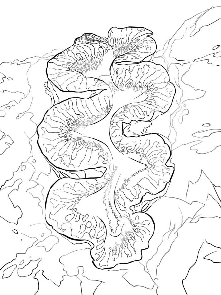 Giant Clam coloring page