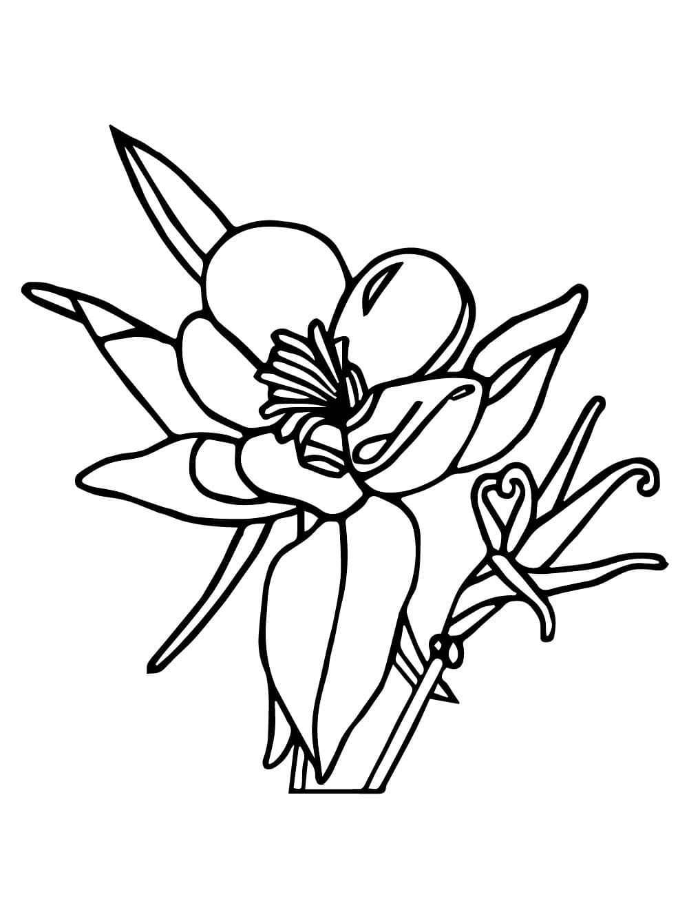 Lovely Columbine coloring page