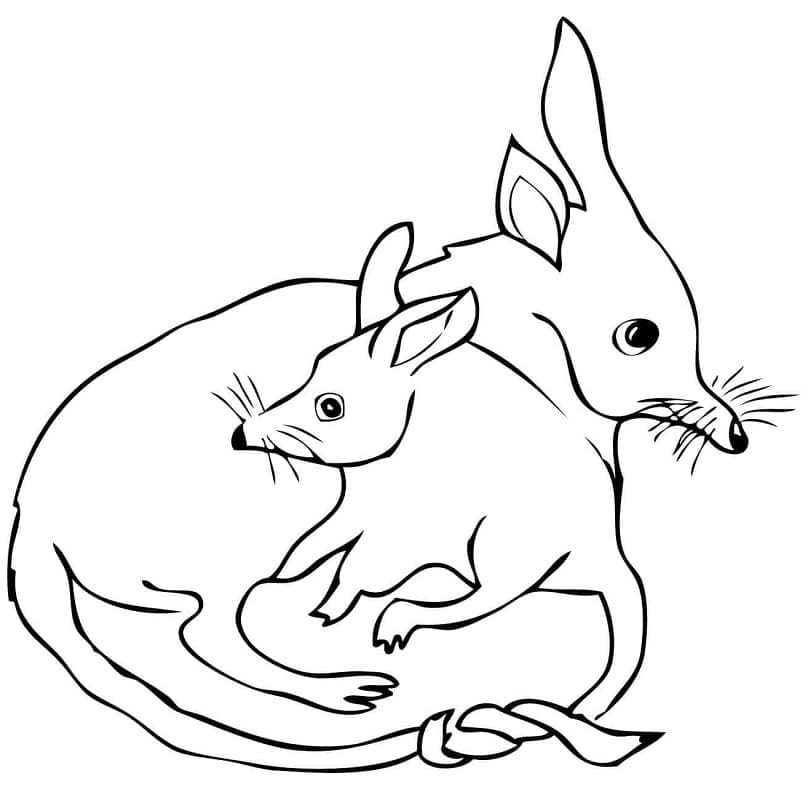 Mother and Baby Bilby coloring page