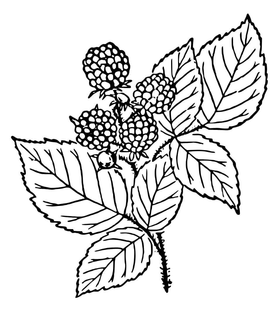 Print Blackberries coloring page