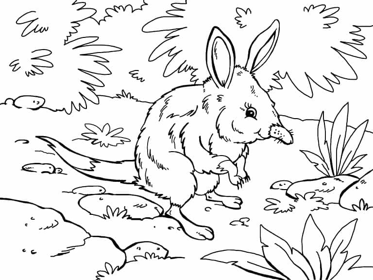 Printable Bilby