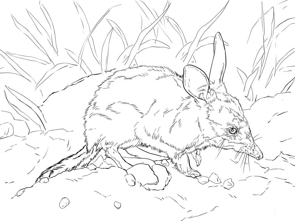 Realistic Bilby