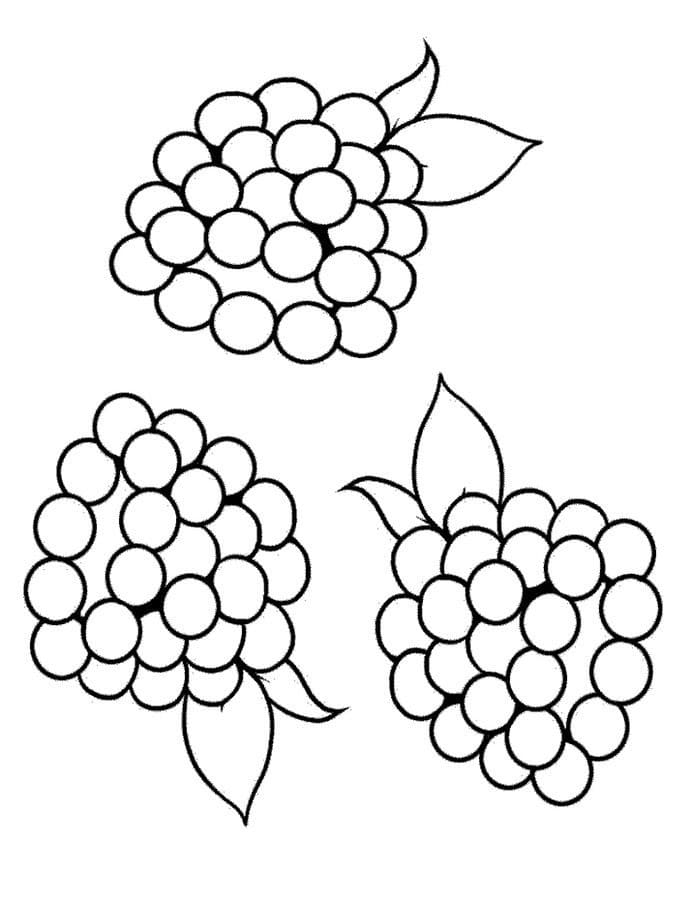 Simple Blackberries coloring page