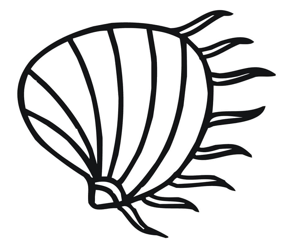 Simple Clam