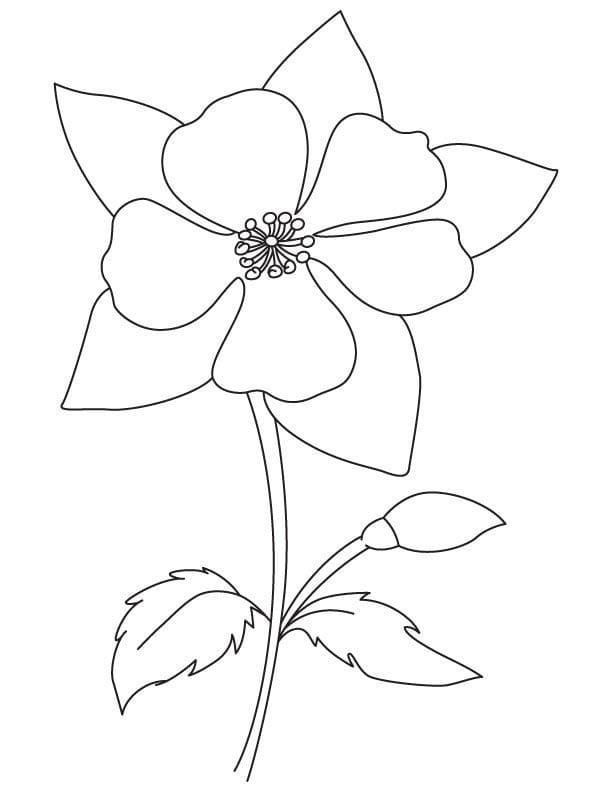 Simple Columbine