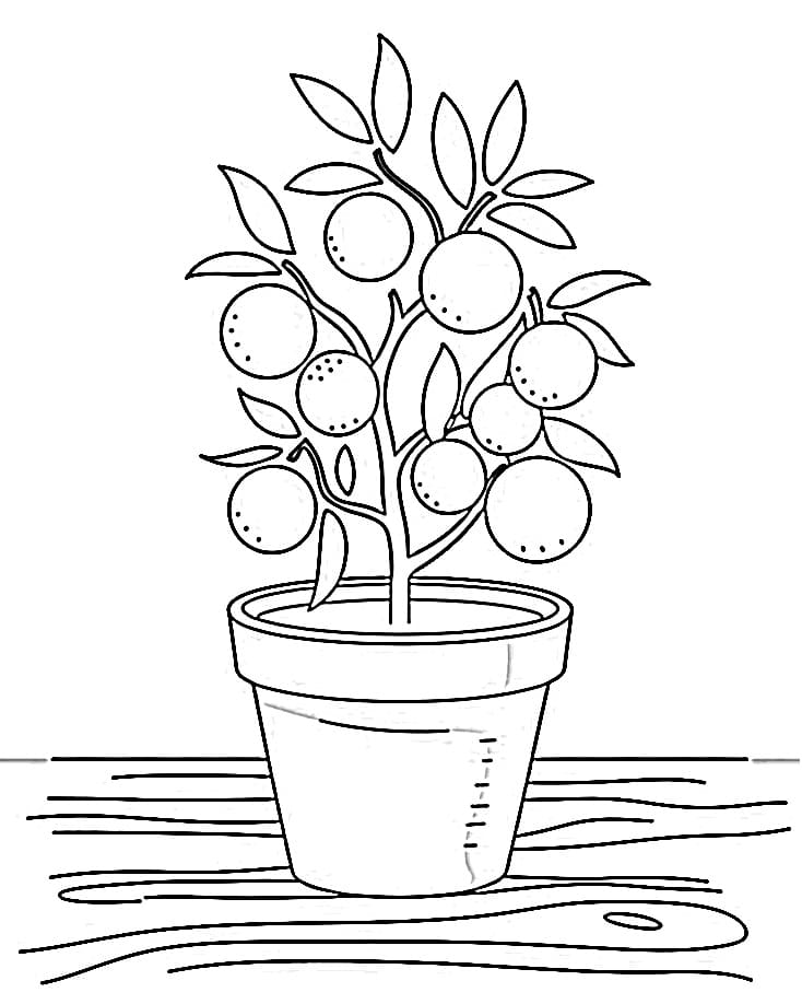 A Citrus Plant coloring page