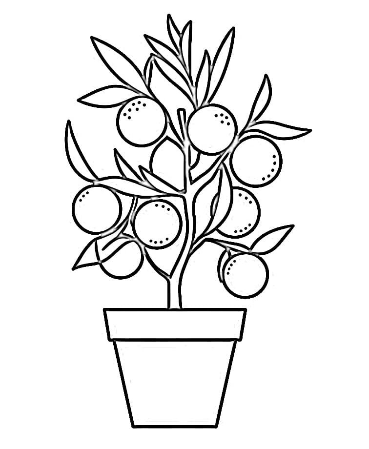 Citrus Plant Free coloring page