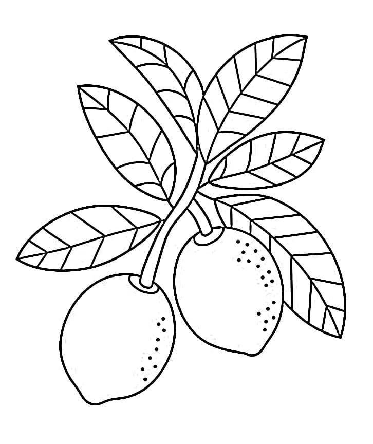 Citrus Plant Printable For Kids