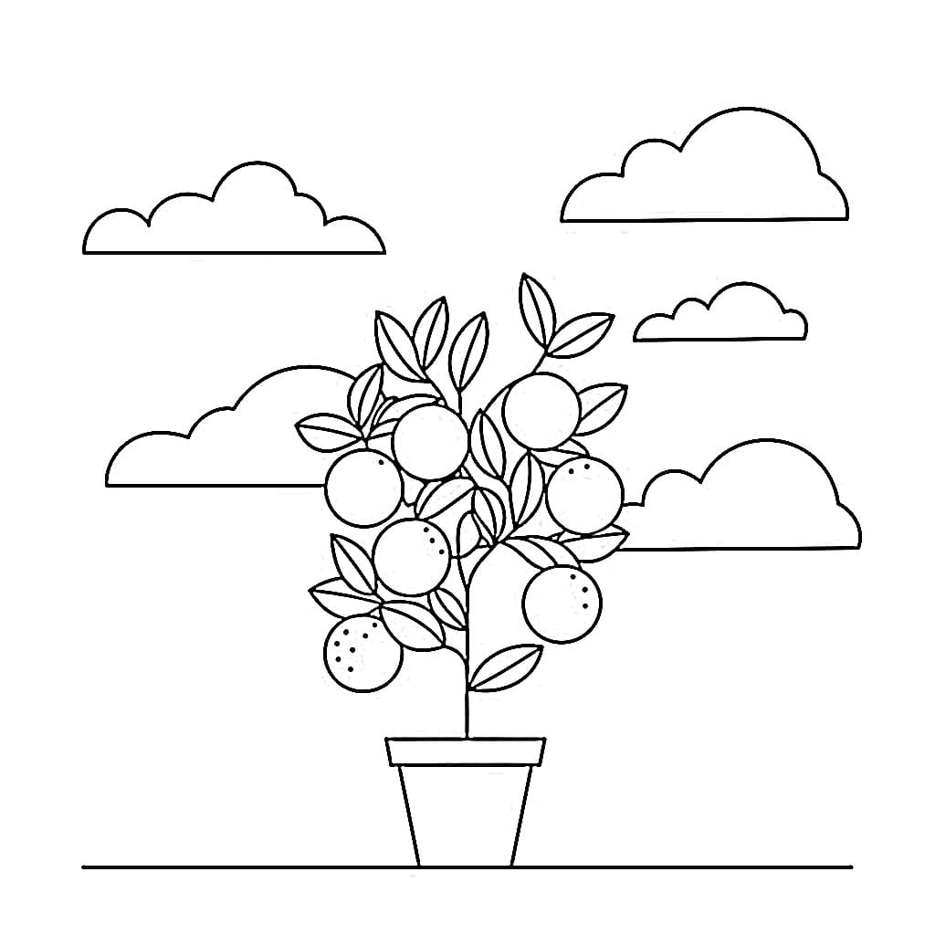 Drawing of Citrus Plant