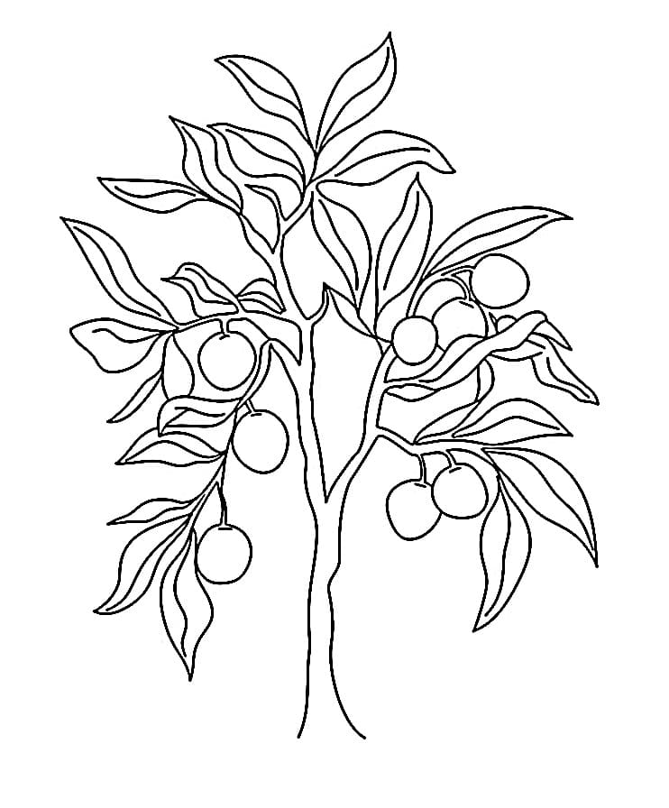 Regular Citrus Plant coloring page