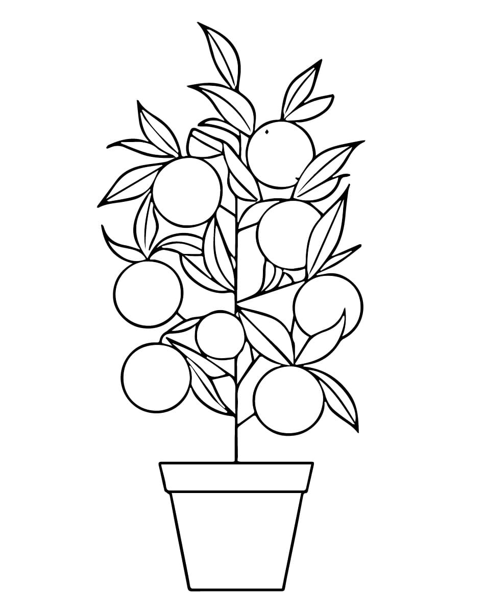 Simple Citrus Plant coloring page