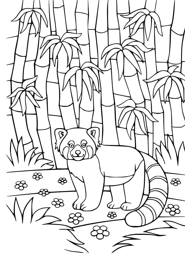 Printable Red Panda coloring page