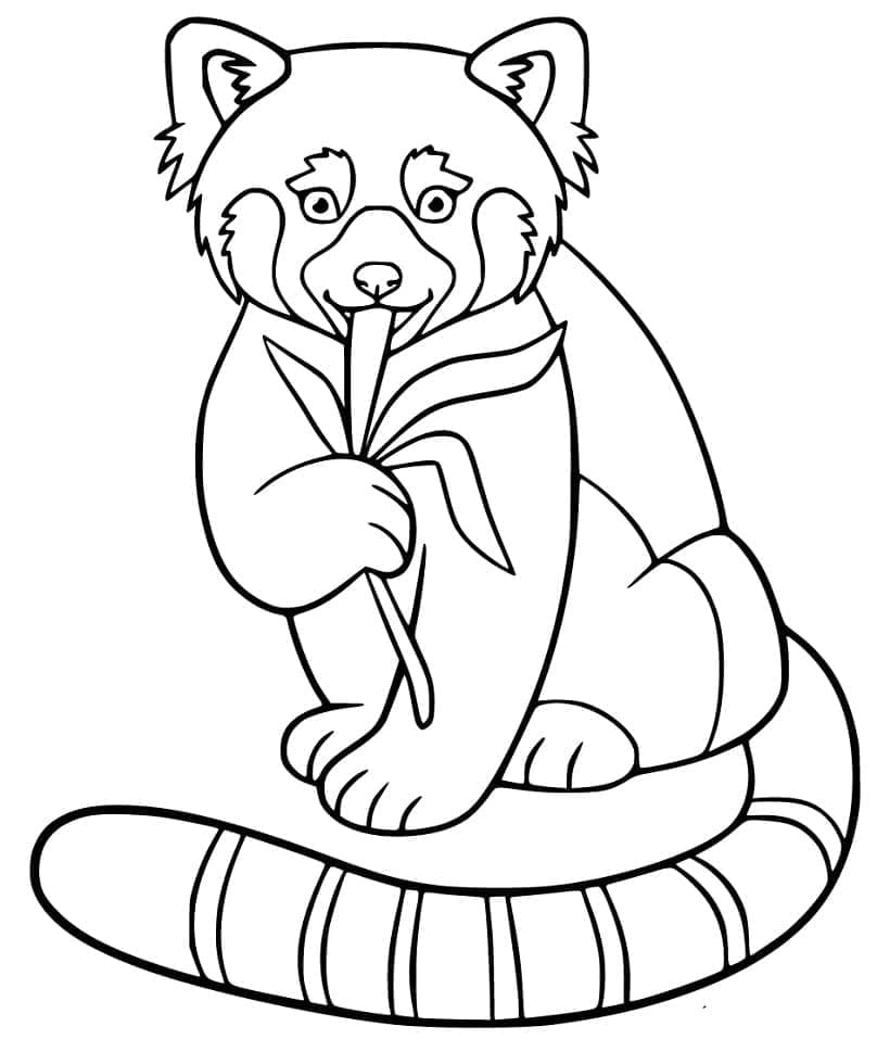 Red Panda Eating Leaves coloring page