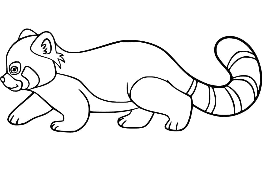 Walking Red Panda coloring page