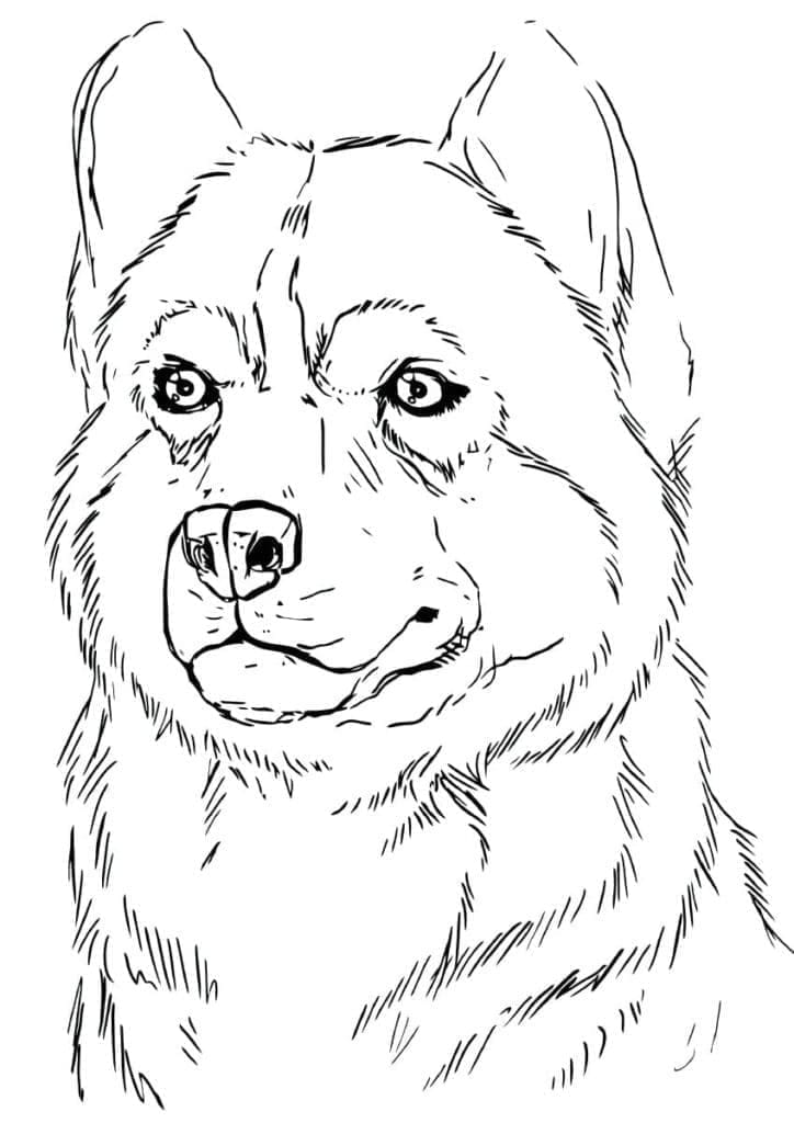 Free Drawing of Husky