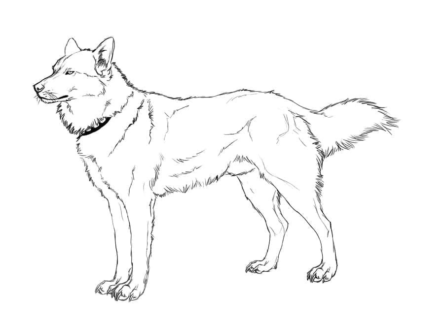 Free Husky coloring page