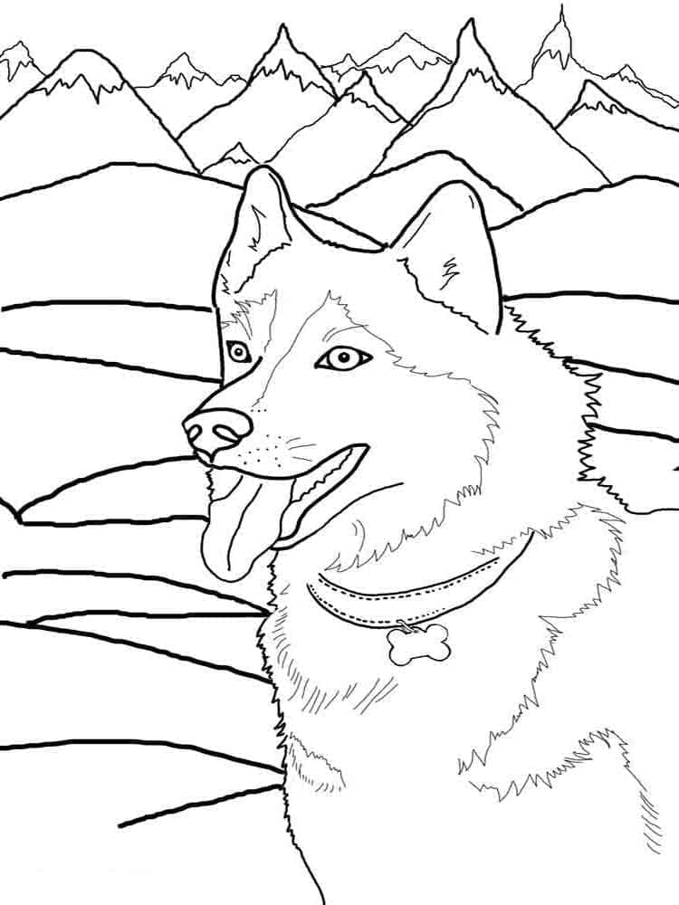 Happy Husky coloring page