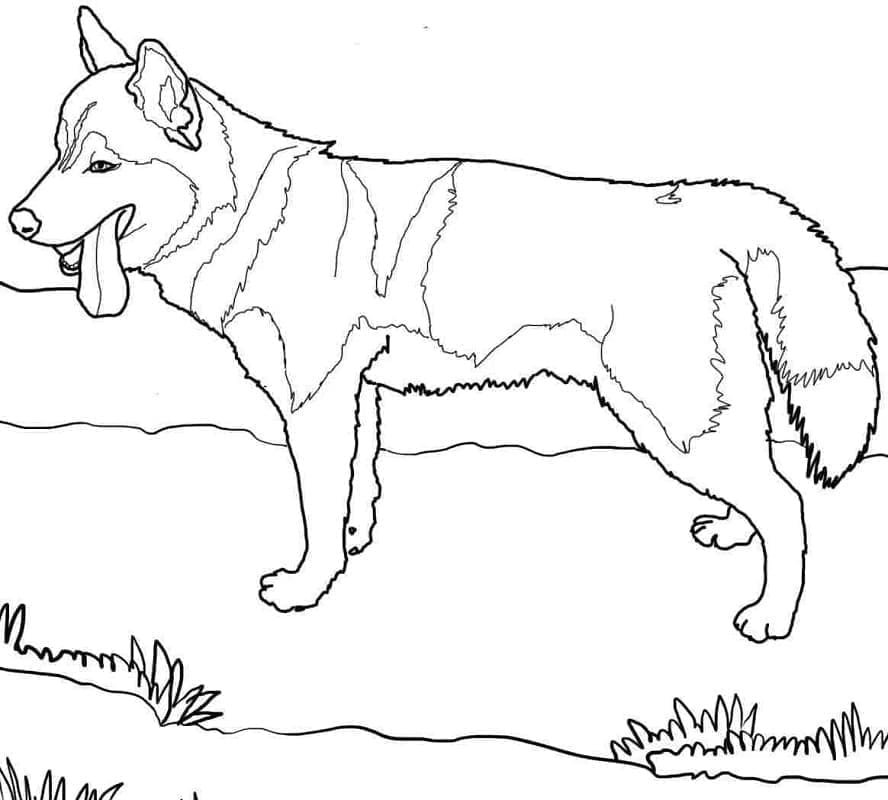 Husky Dog Image coloring page