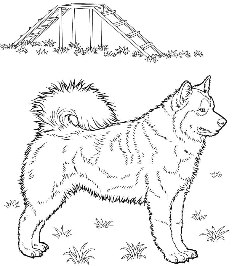 Husky on the Ground coloring page