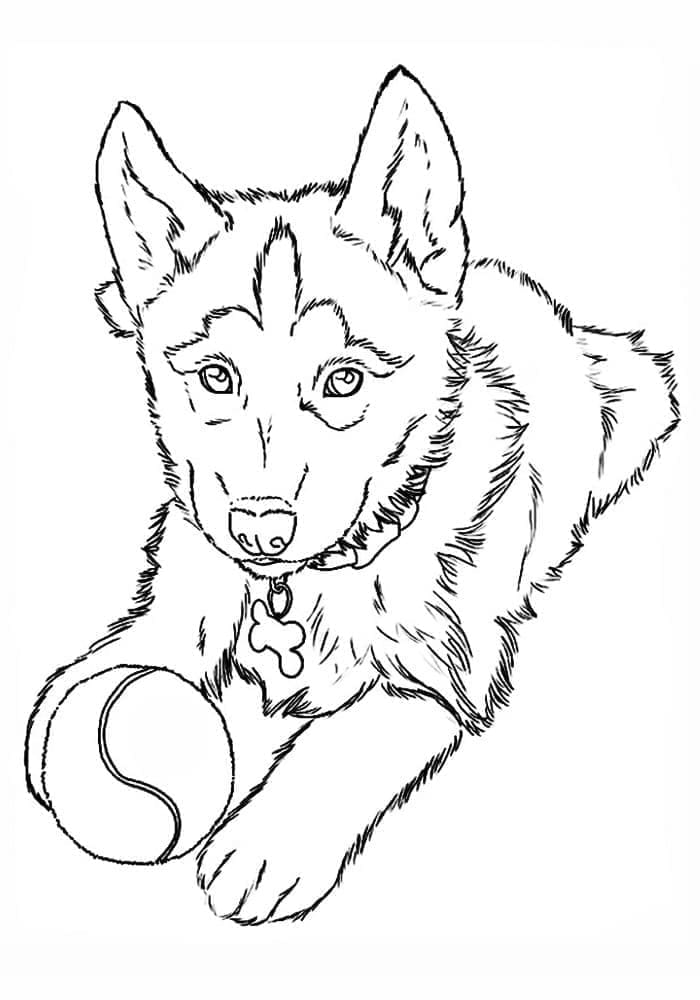 Husky with A Ball coloring page