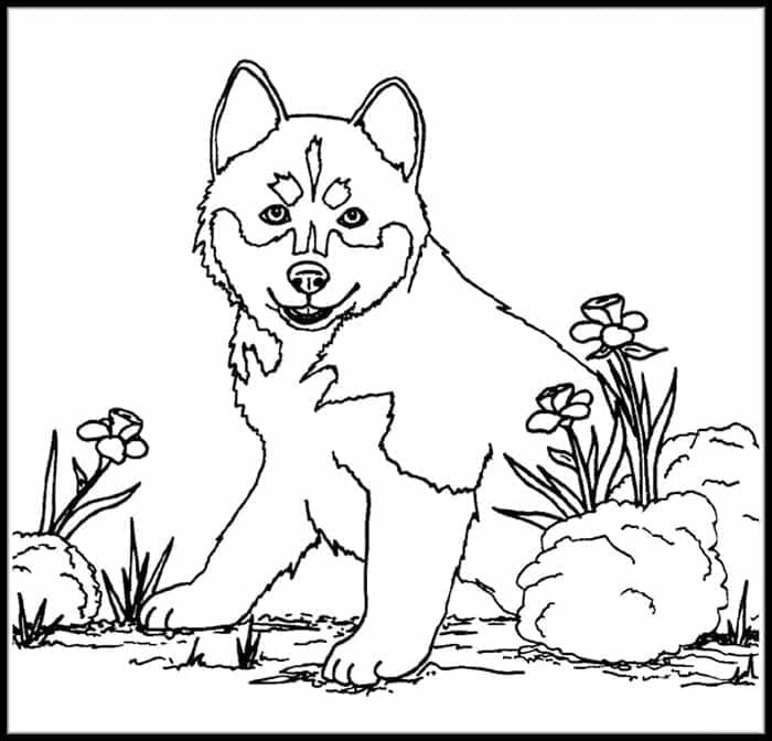 Little Husky coloring page