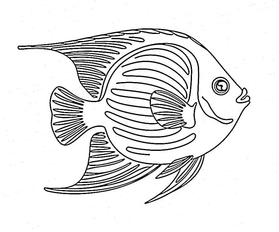 A Angelfish