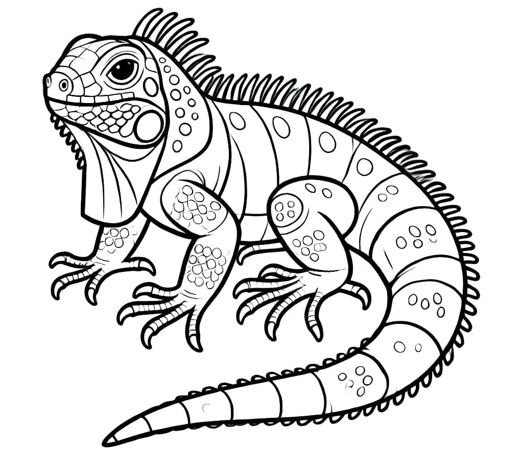 Basic Iguana