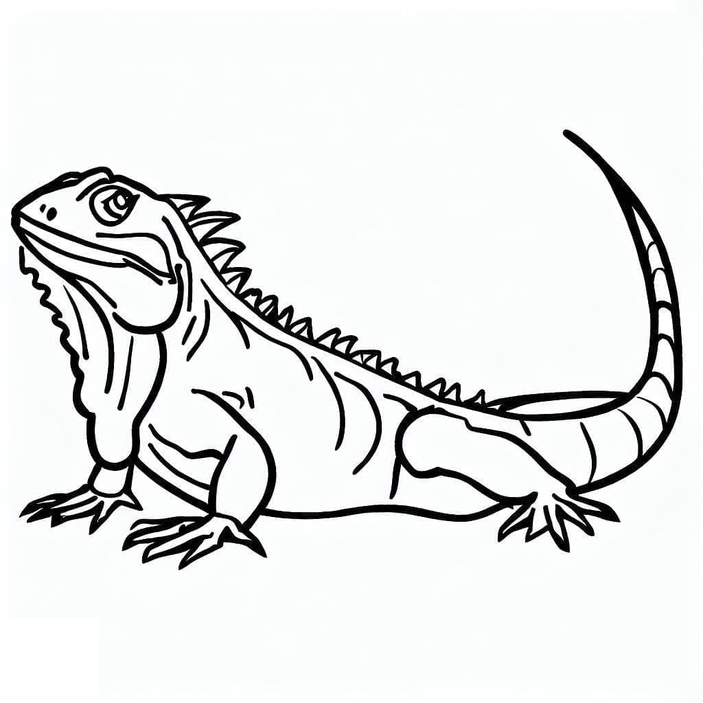 Drawing of Iguana