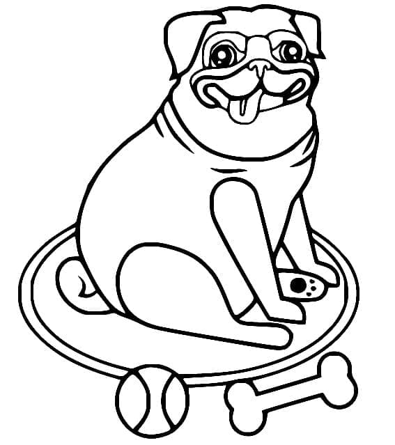 Funny Pug Dog