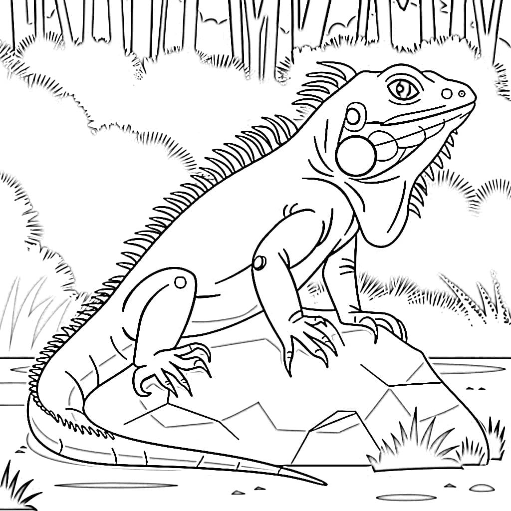 Iguana coloring pages