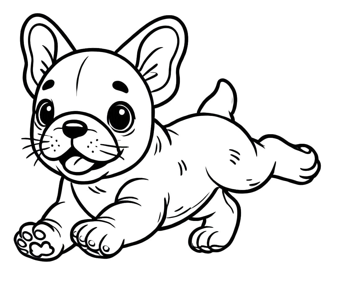 Playful French Bulldog