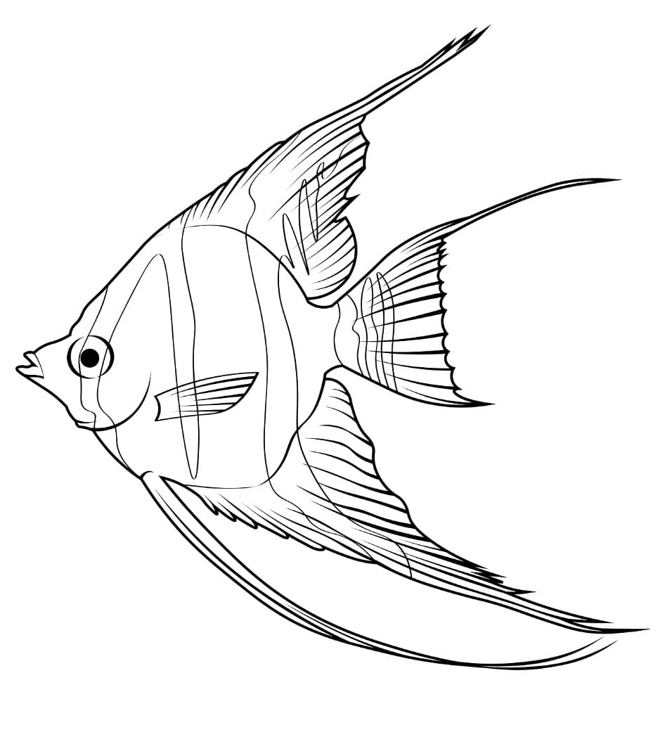 Regular Angelfish