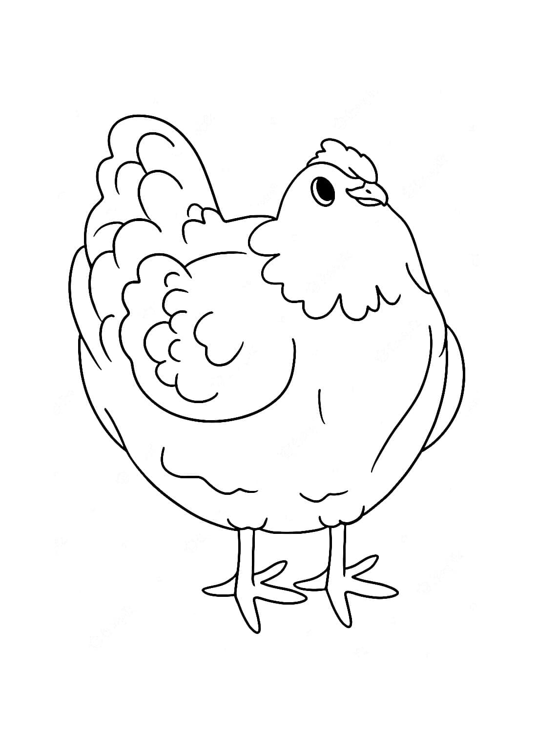 Hen Pictures