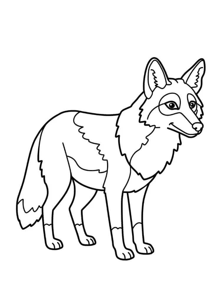 A Normal Coyote