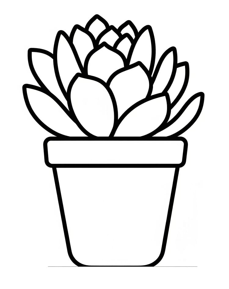 A Pot Of Succulent