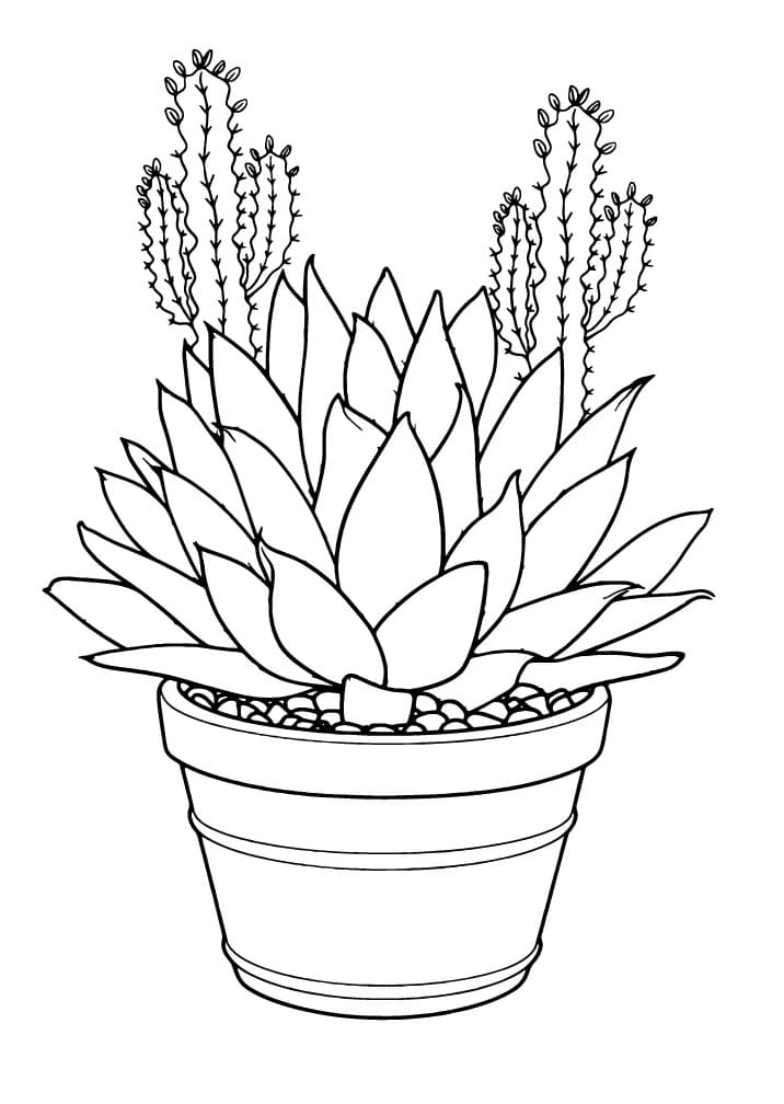 Basic Succulent