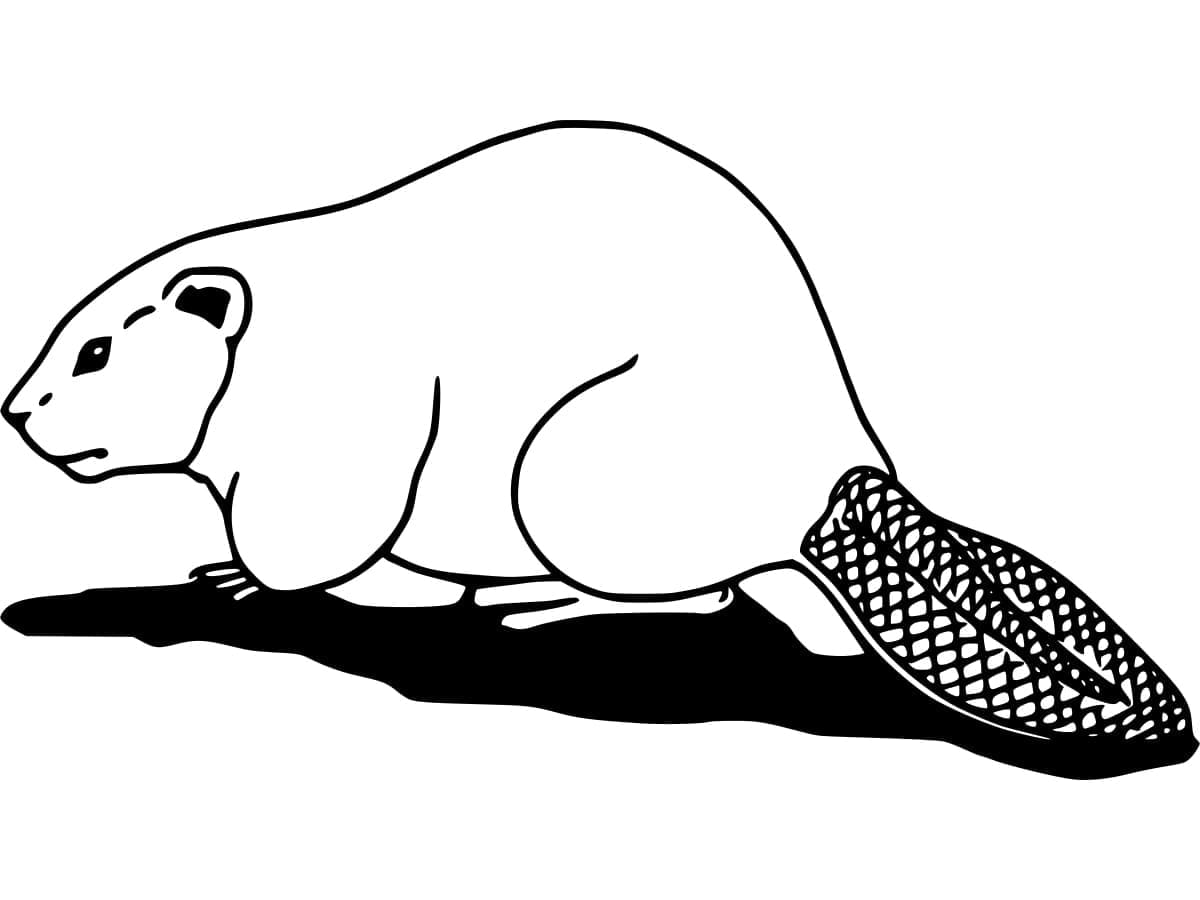 Beaver Walking