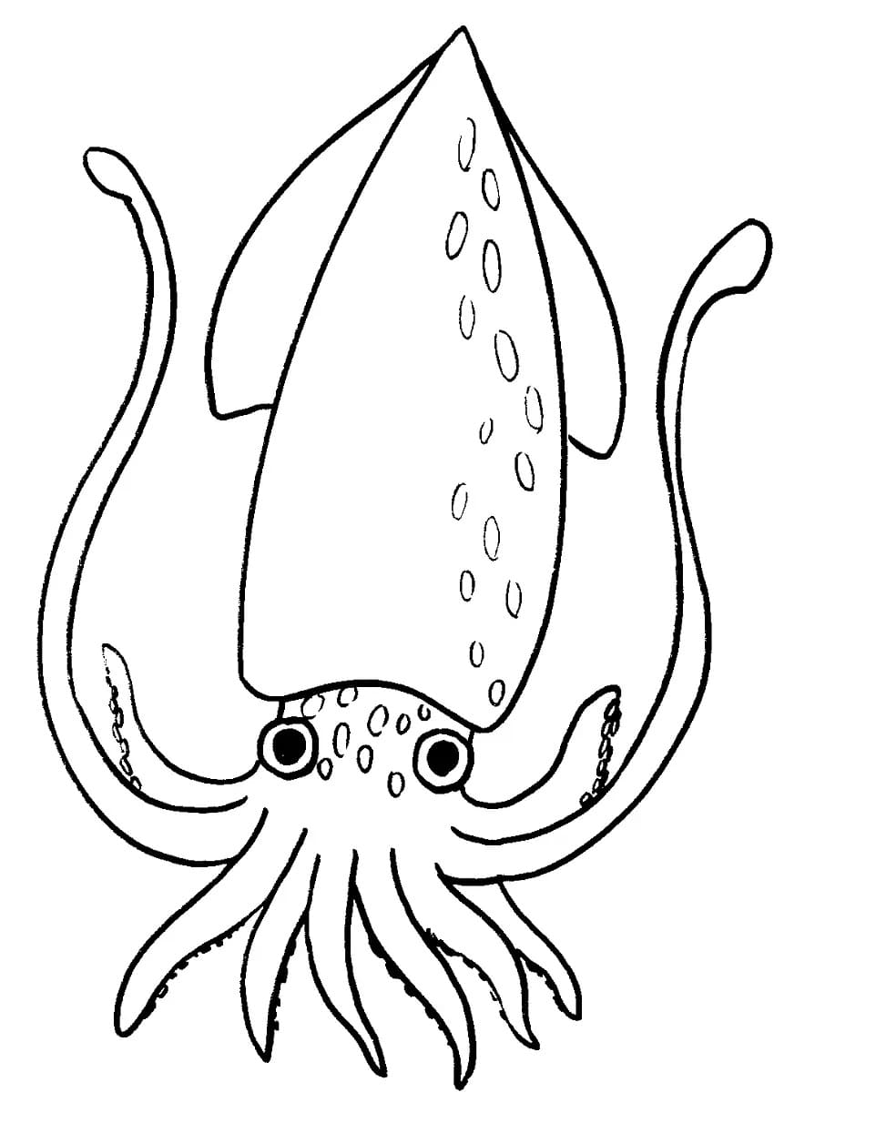 Drawing of Squid