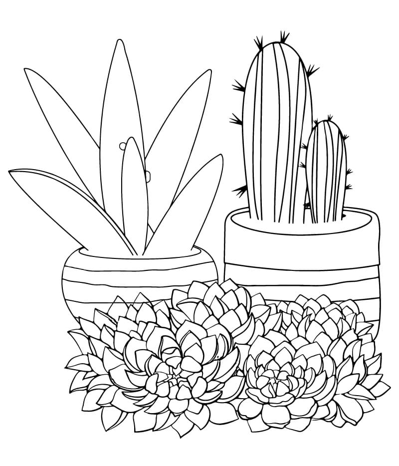 Drawing of Succulent