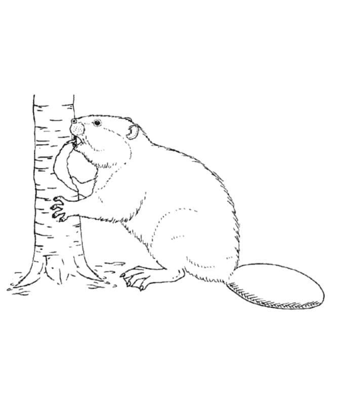 Free Beaver