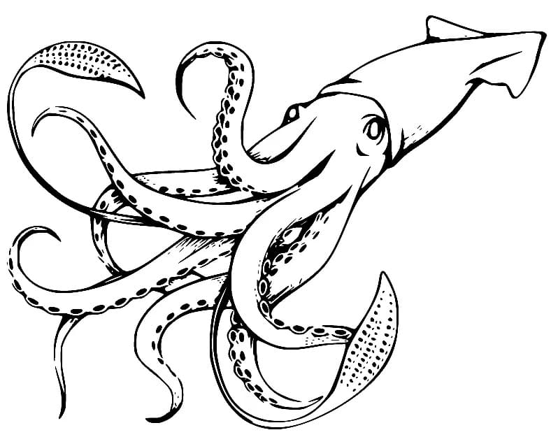 Free Drawing of Squid