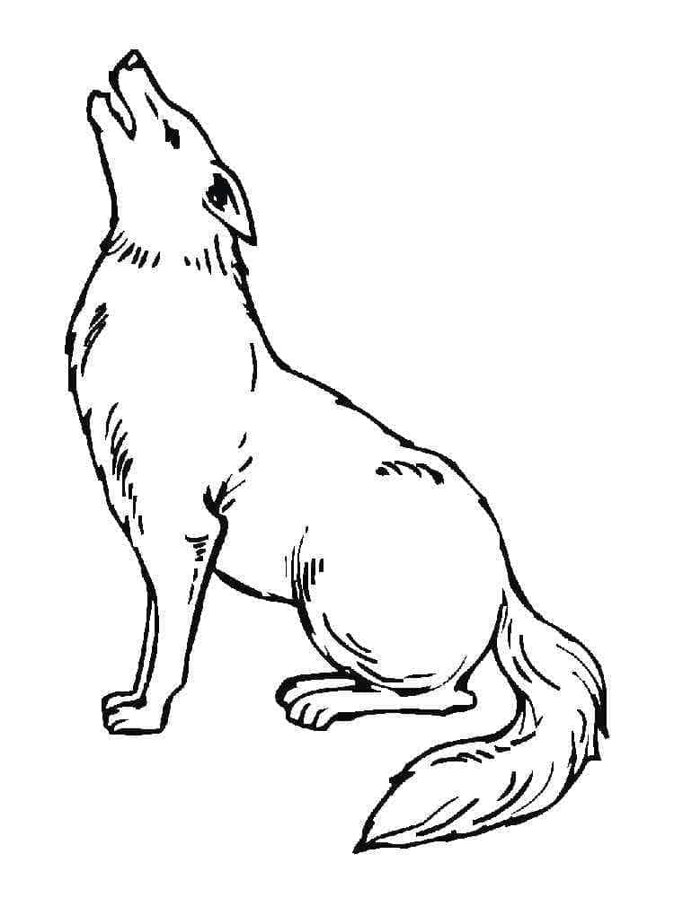 Free Printable Coyote