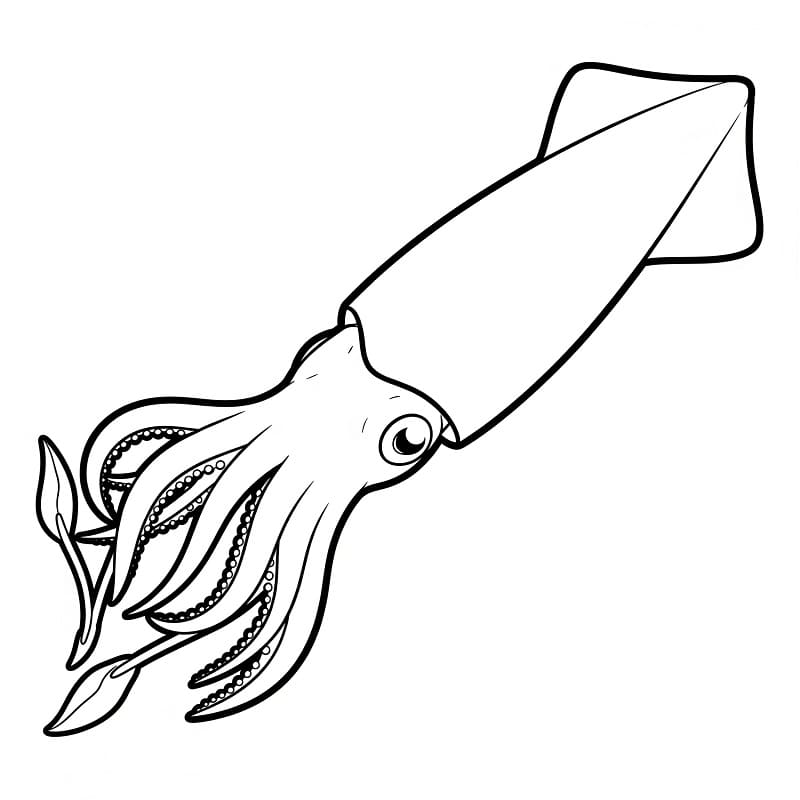Free Printable Squid