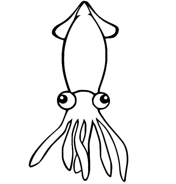 Funny Squid