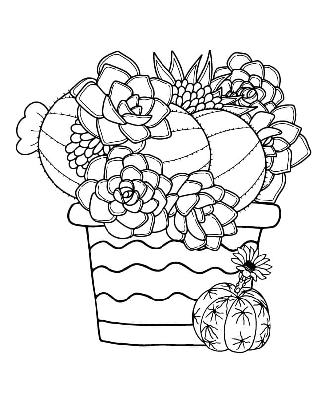 Lovely Succulent