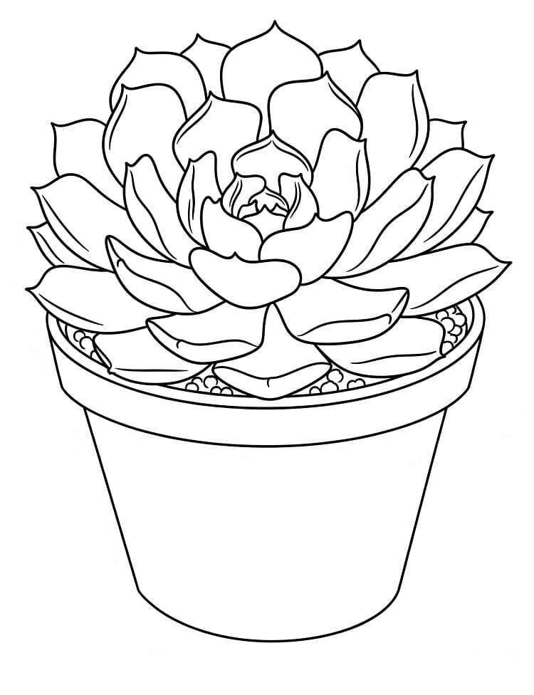 Nice Pot Of Succulent