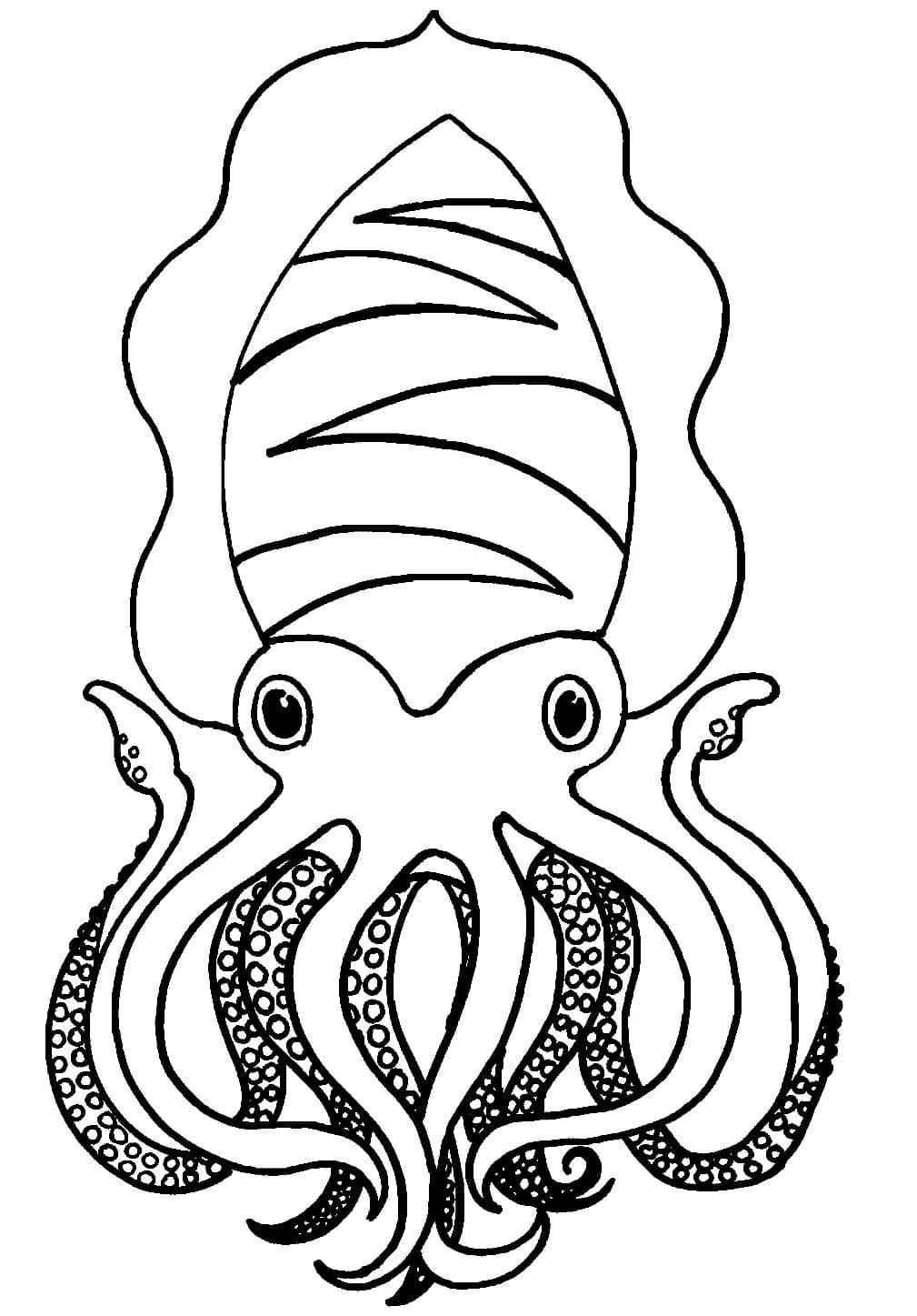 Nice Squid