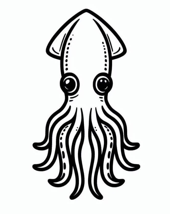 Normal Squid