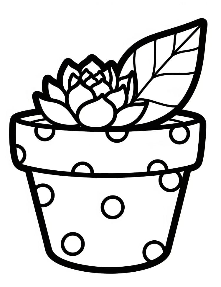 Pot Of Succulent