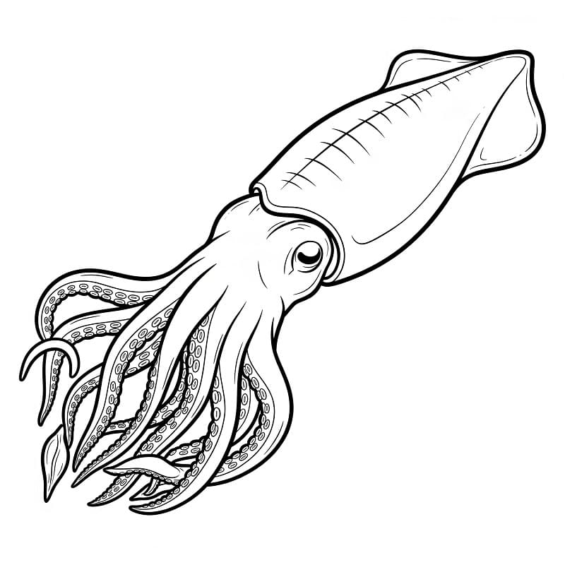 Printable Squid